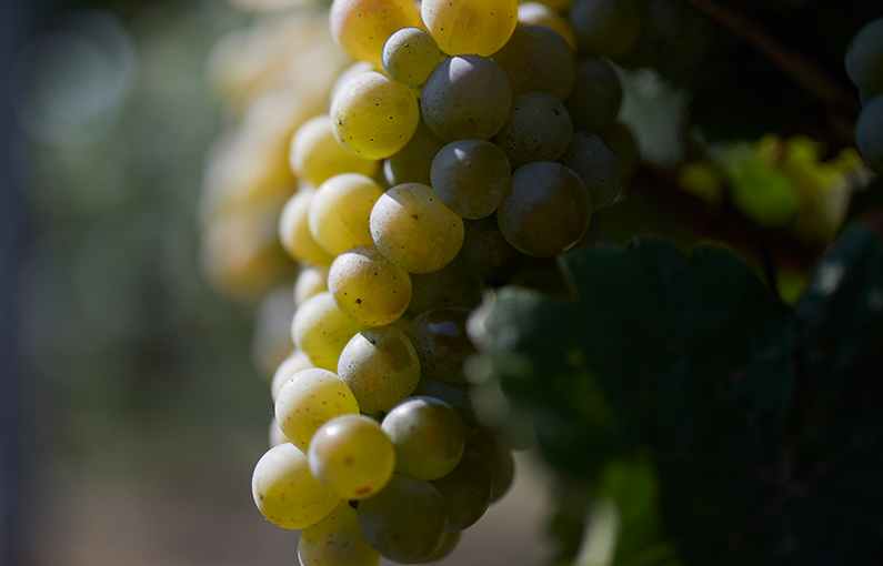 Kühn, Kuehn,  Etiketten ,Weingut, Herzblut, Weinflasche, Rheingau, Oestrich Winkel, Weinetikett, Winzer, Weinmacher, Handwerk, Weinflasche, DeutscherWein, Handwerk, Andreas Kühn, Weinmanufaktur, Schnaps, Weinbrände,  Gutsausschank, Brennerei